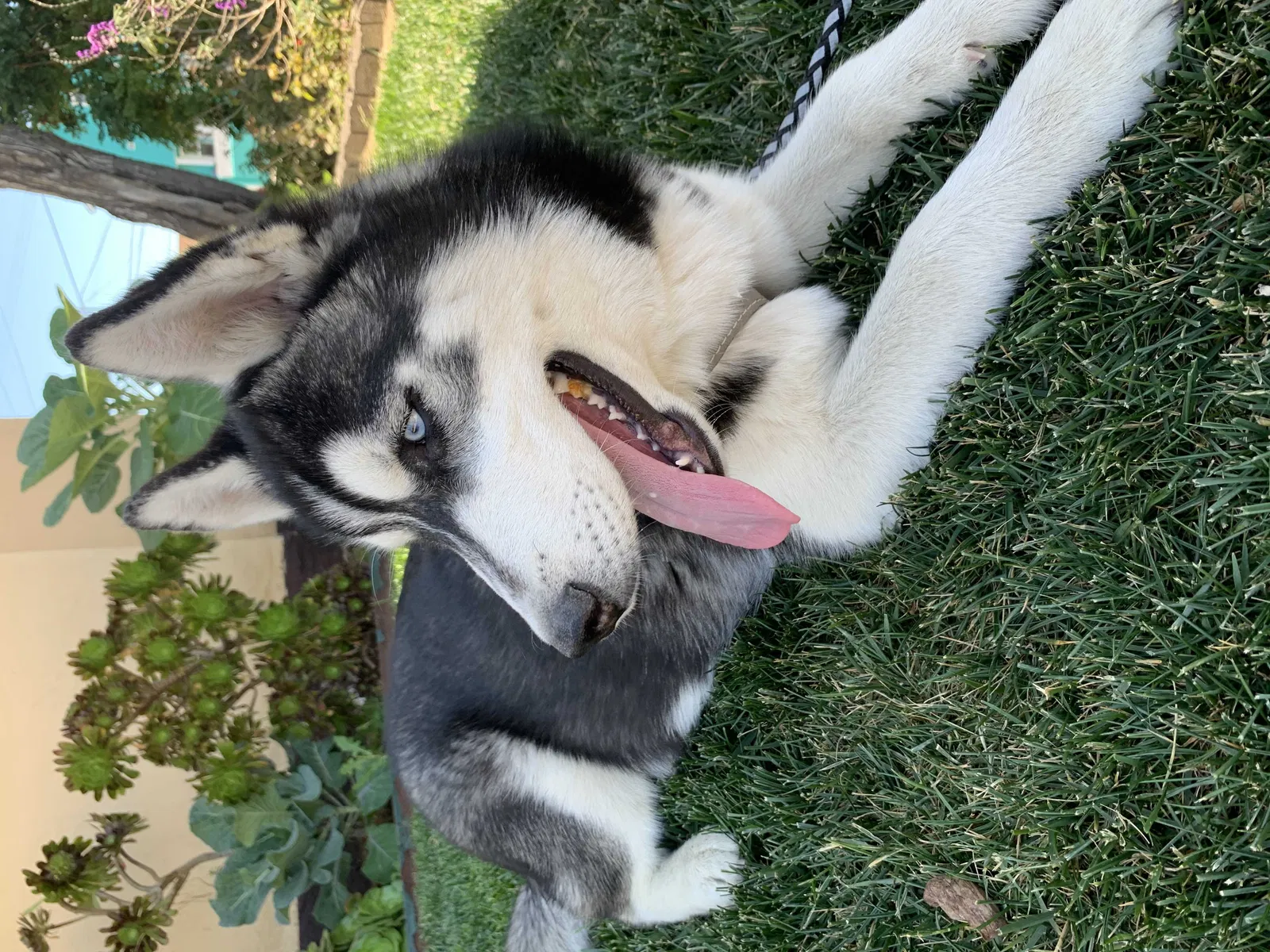 Lost dog in San Diego, CA, 92113