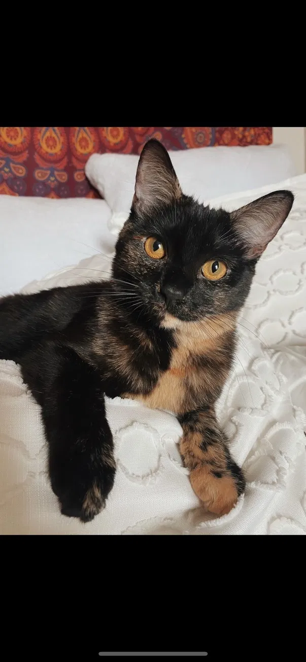 Lost cat in Columbus, OH, 43201