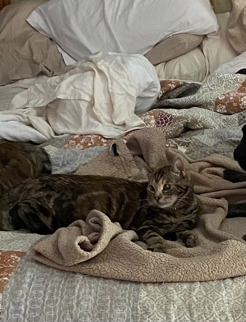 Lost cat in Yucaipa, CA, 92399