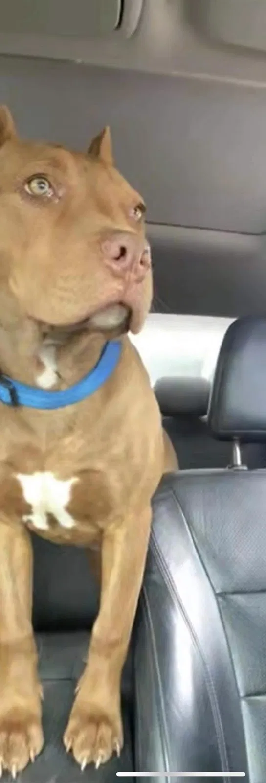 Lost dog in Webbers Falls, OK, 74470