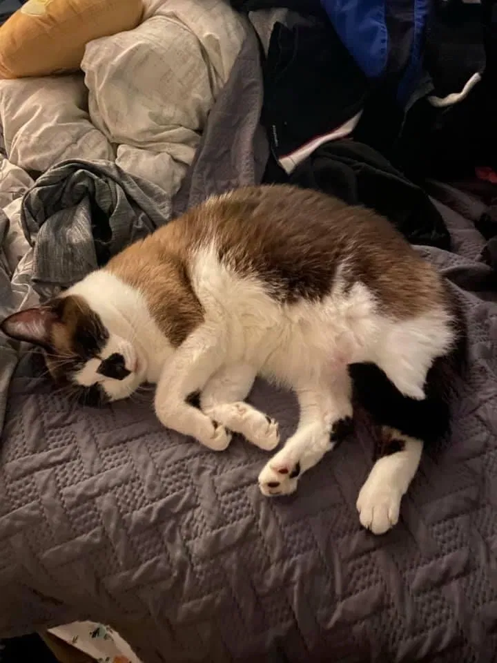 Lost cat in Verona, NY, 13478