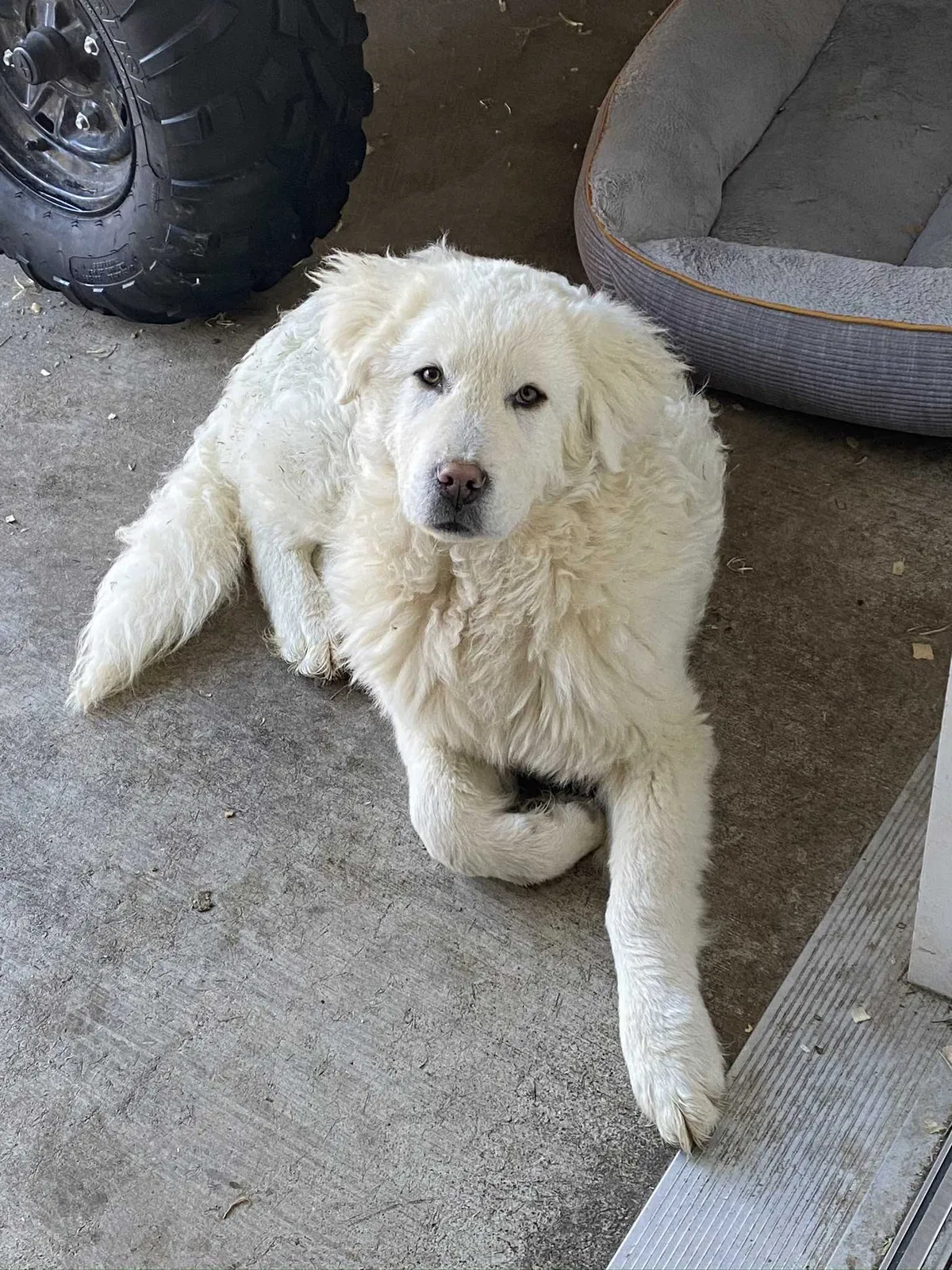 Lost dog in Black River Falls, WI, 54615