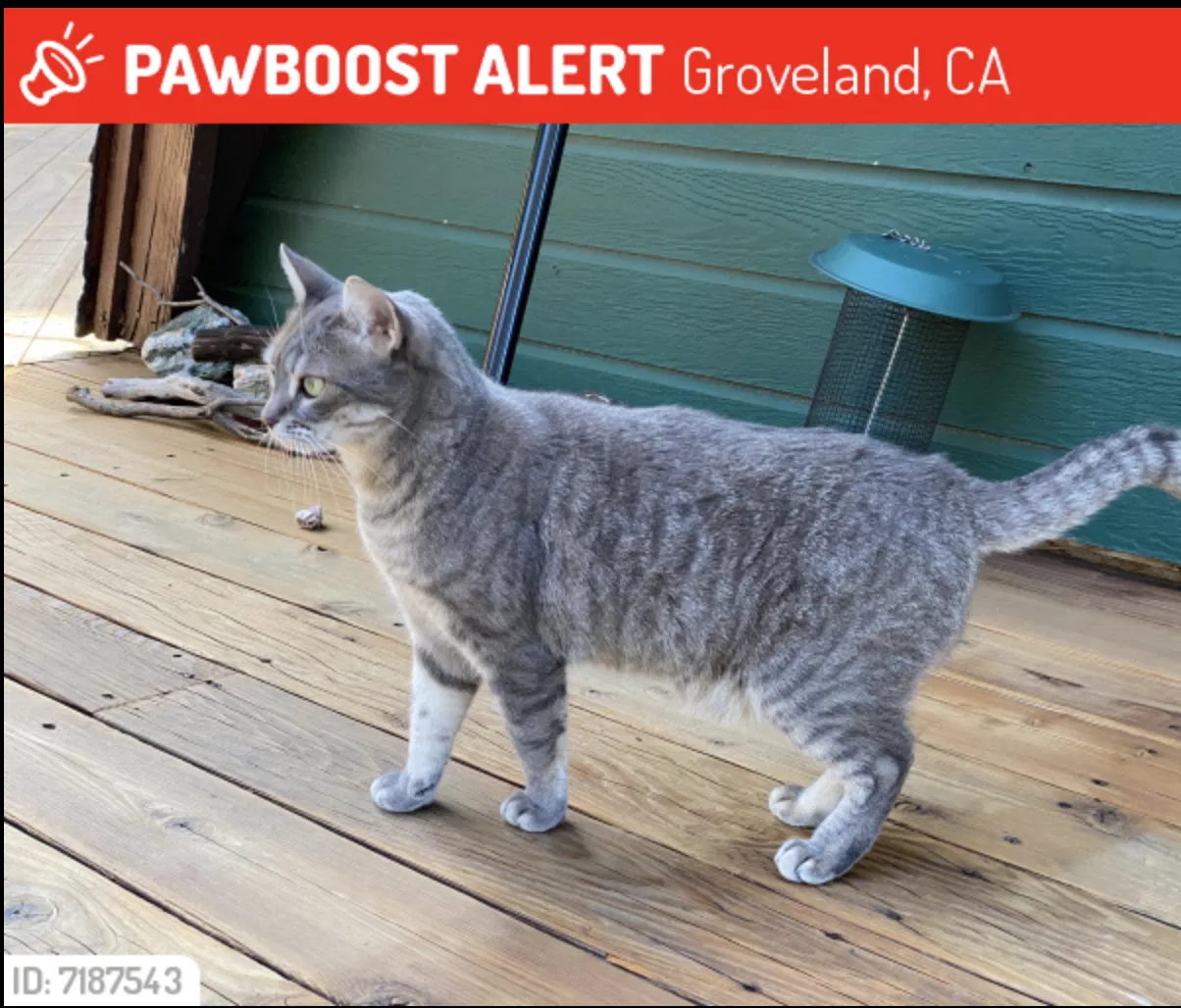 Lost cat in Groveland, CA, 95321
