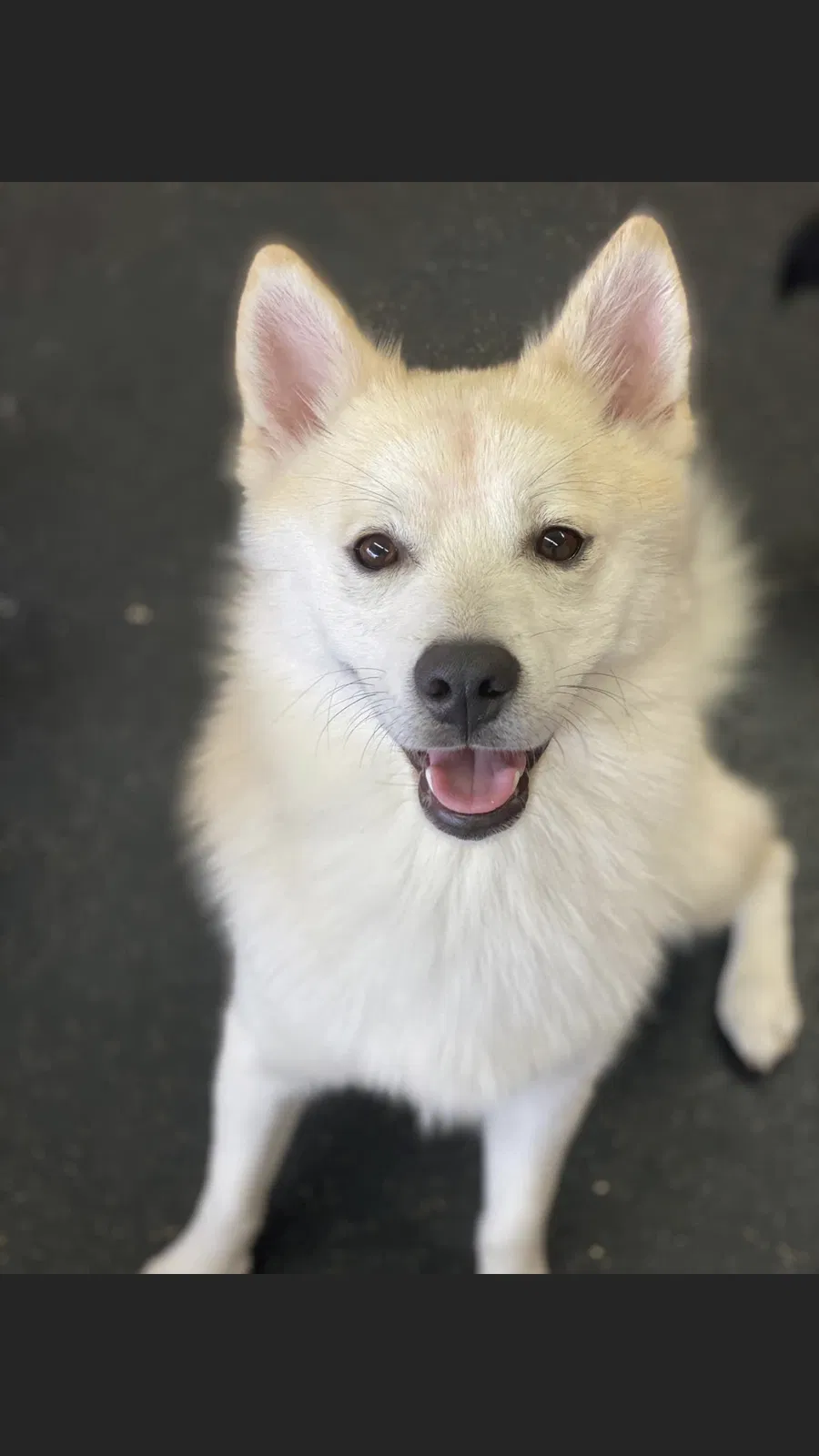 Lost dog in Hazel Park, MI, 48030