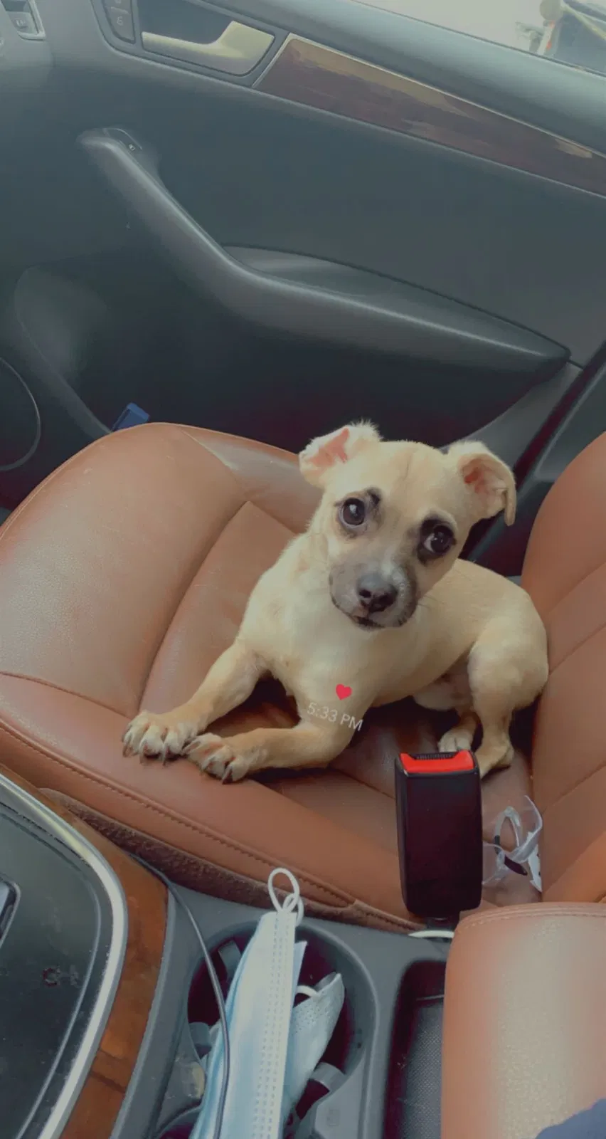 Lost dog in Chicago, IL, 60639