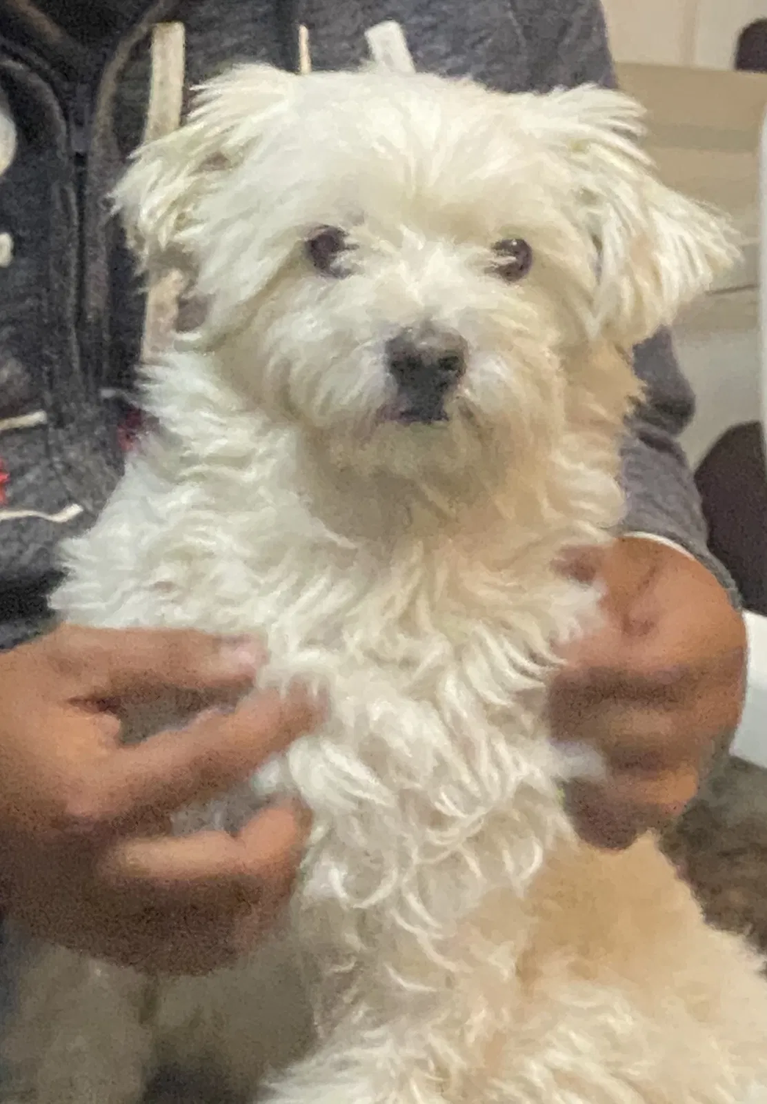Lost dog in Sanger, TX, 76266