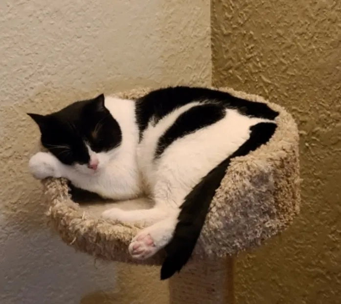 Lost cat in Collinsville, IL, 62234