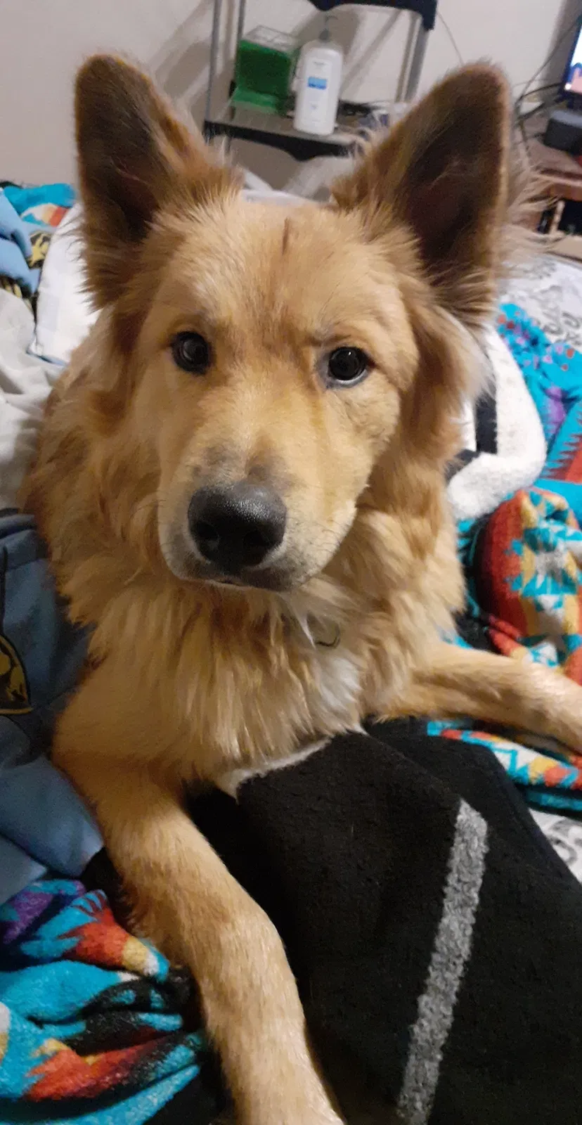 Lost dog in Albuquerque, NM, 87121