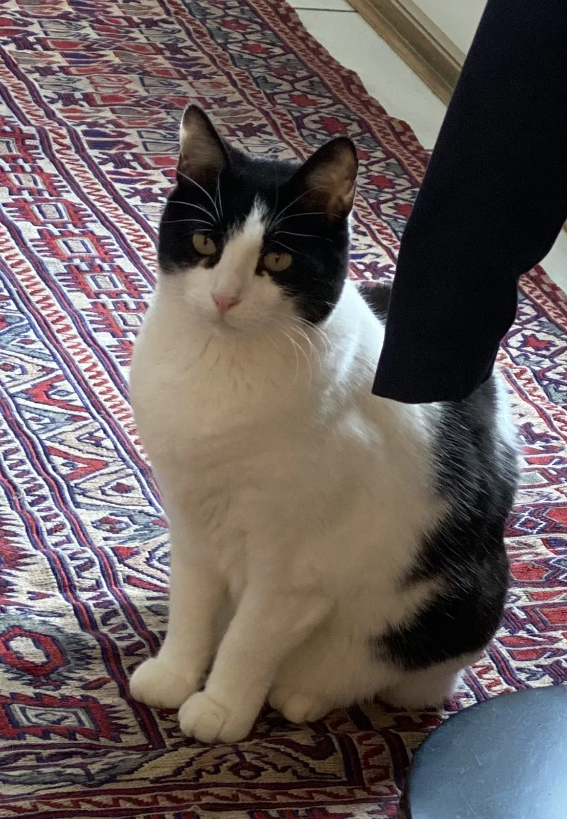 Lost cat in Elizabethtown, KY, 42701