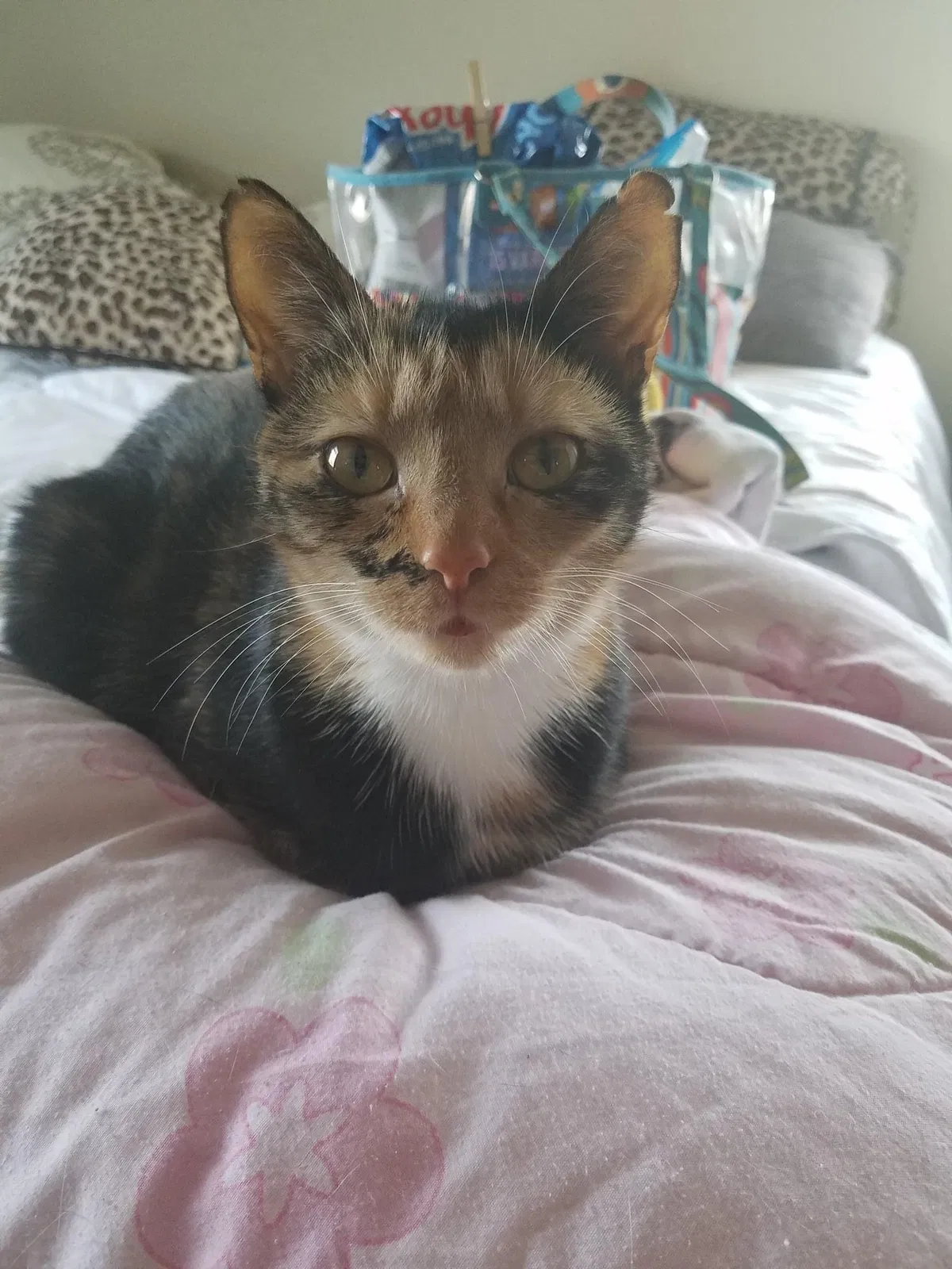 Lost cat in Pendleton, IN, 46064