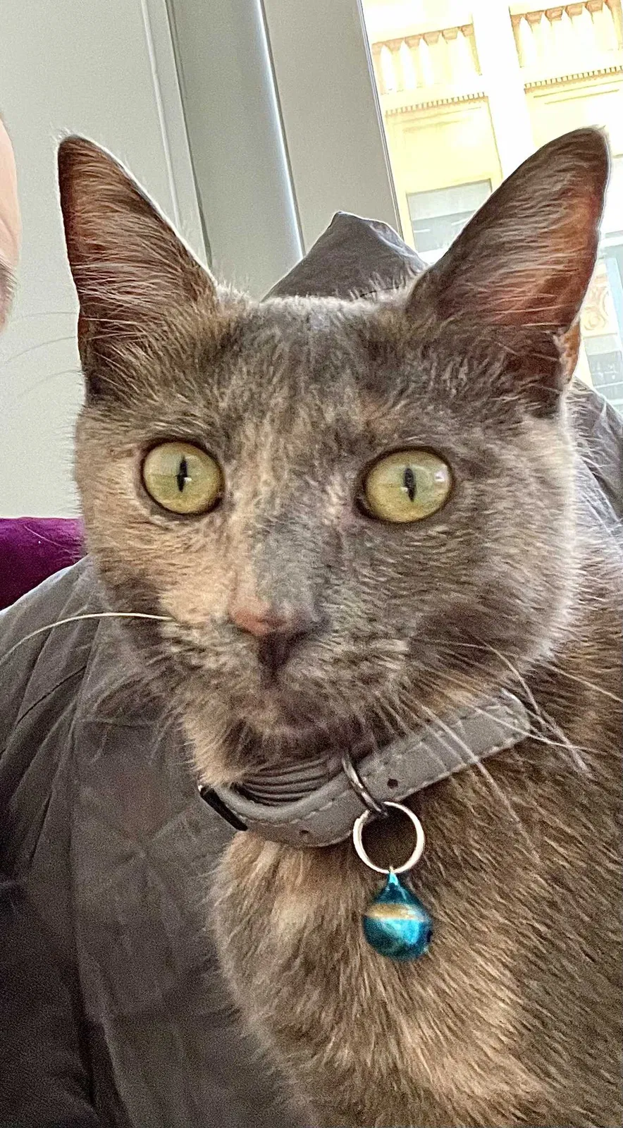 Lost cat in Miami, FL, 33131