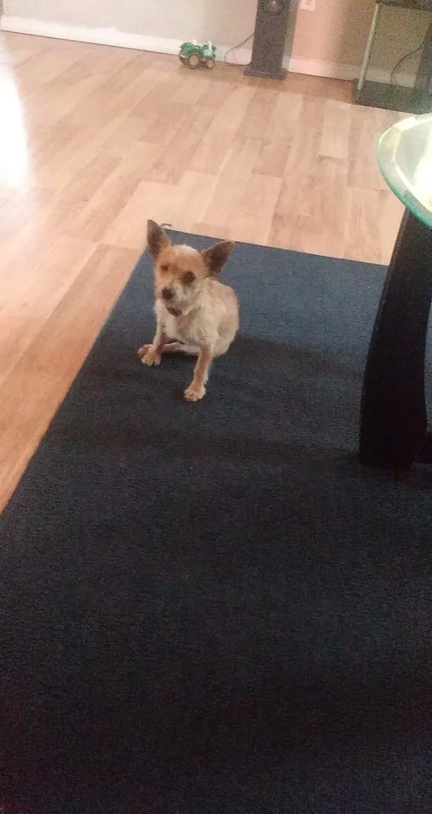 Lost dog in Deming, NM, 88030