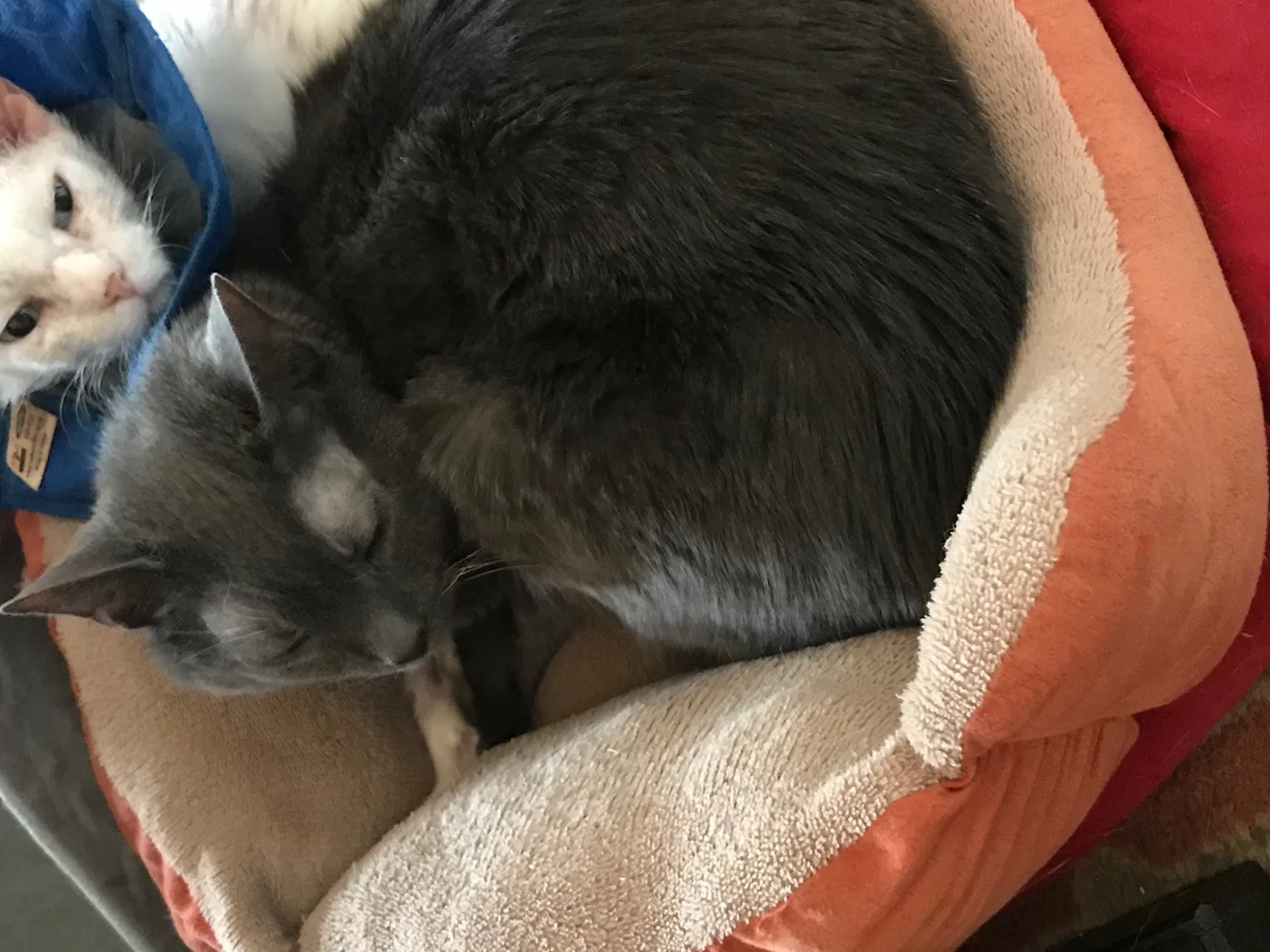 Lost cat in Louisville, KY, 40243