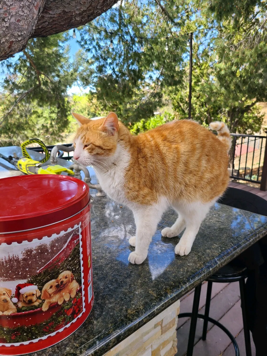 Lost cat in Sunland, CA, 91040