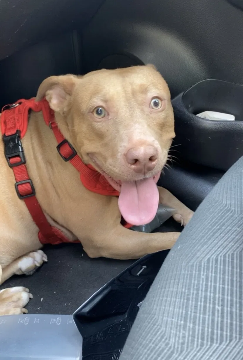 Lost dog in Edmond, OK, 73034