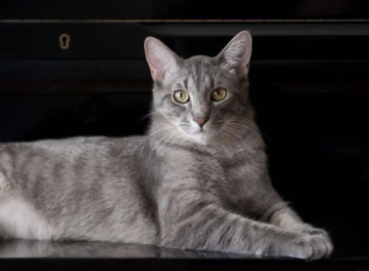 Lost cat in Mount Prospect, IL, 60056
