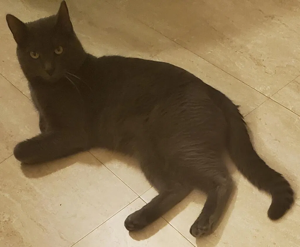 Lost cat in Feasterville Trevose, PA, 19053