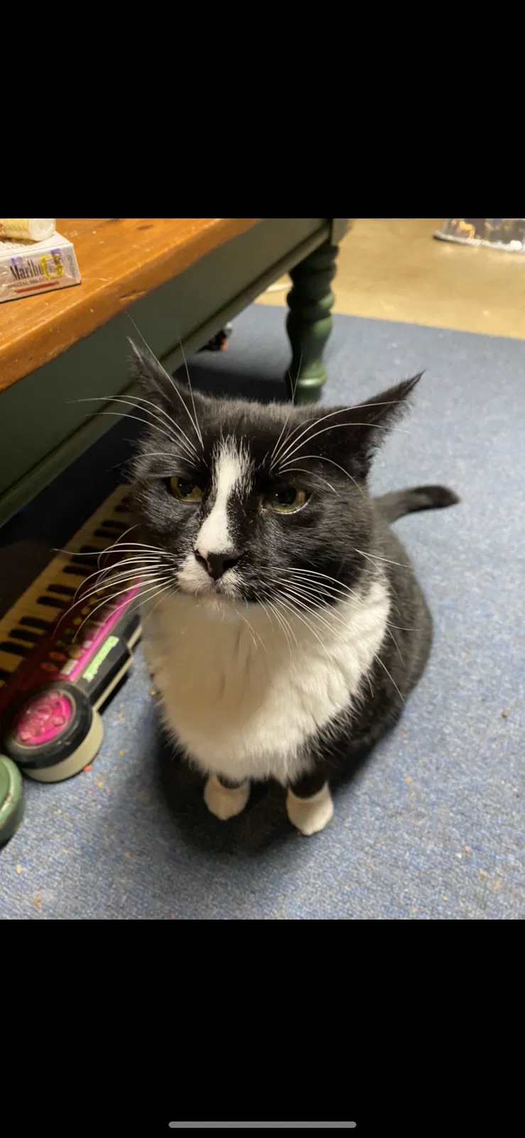 Lost cat in Easton, PA, 18045