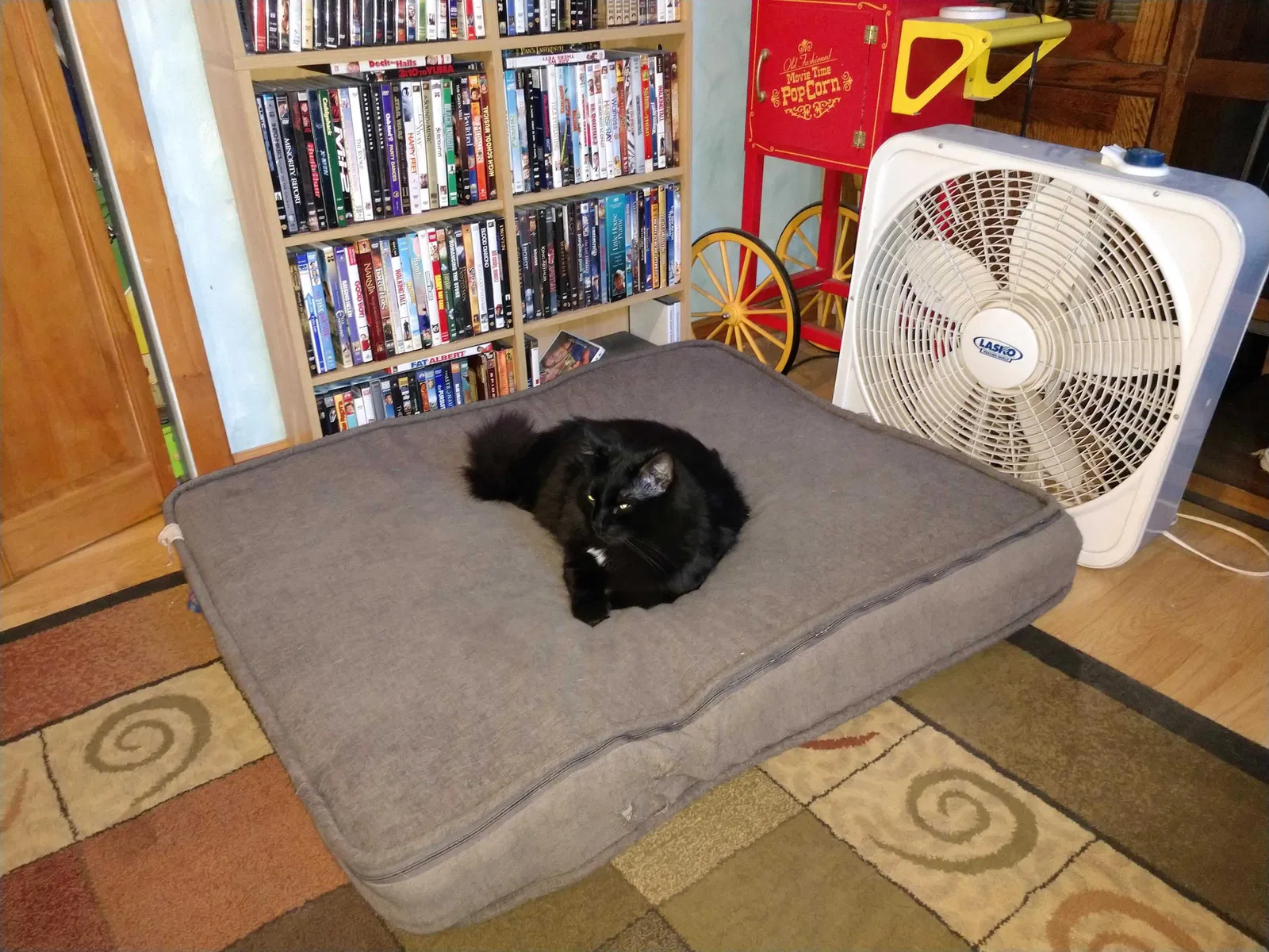 Lost cat in Denver, CO, 80233