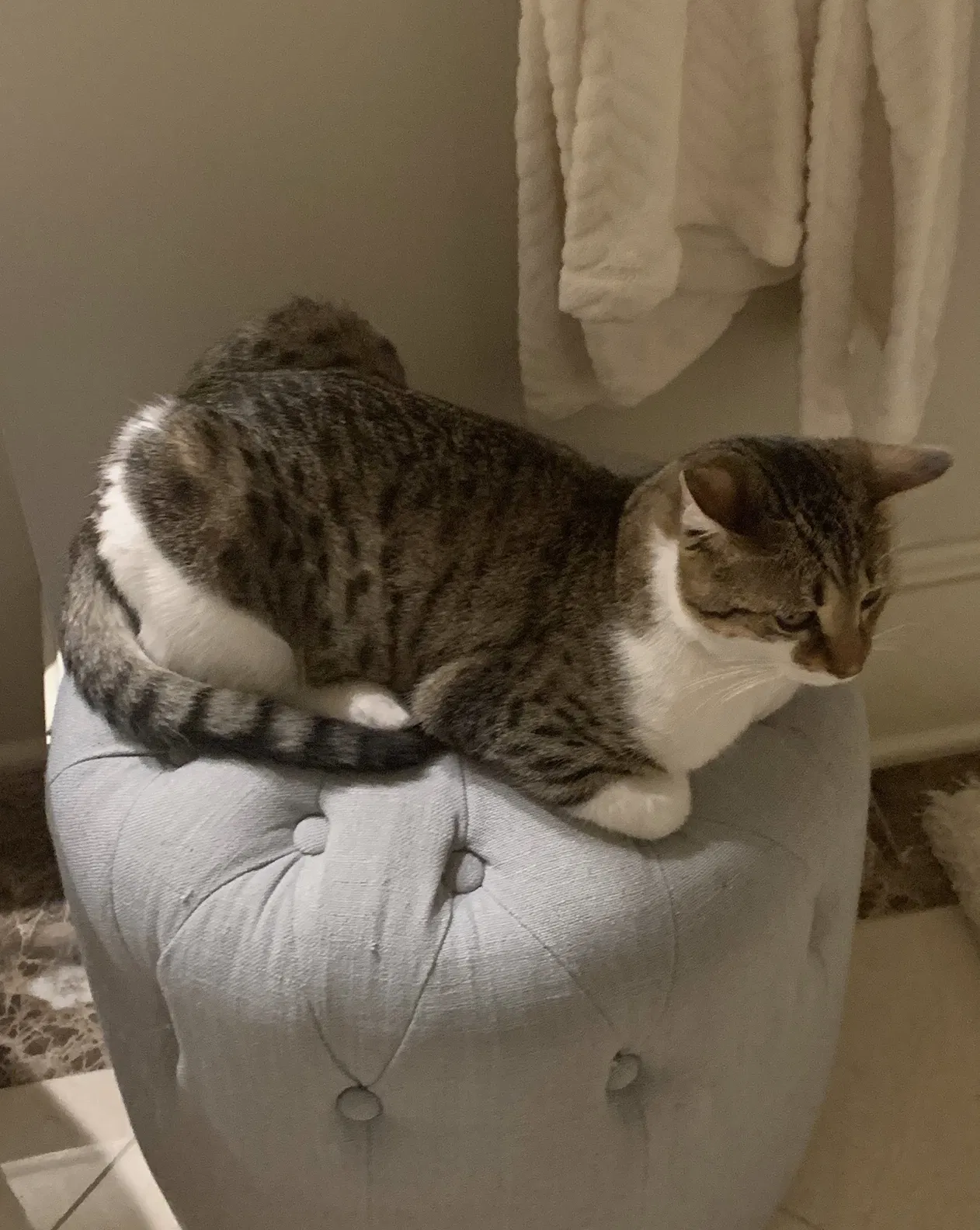 Lost cat in New Albany, OH, 43054