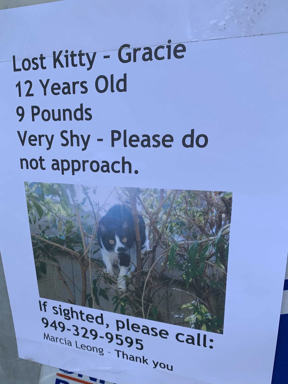 Lost cat in Mission Viejo, CA, 92691
