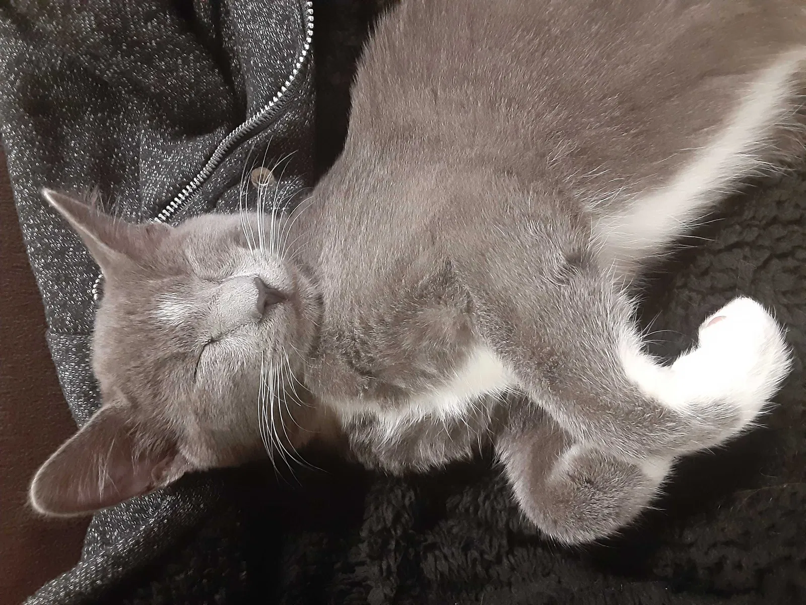 Lost cat in Wichita, KS, 67216