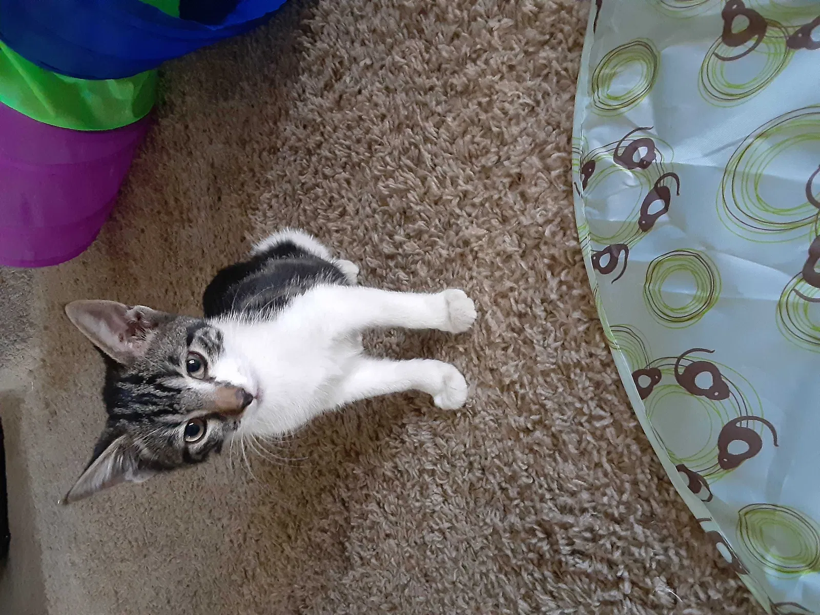 Found cat in Wichita, KS, 67216