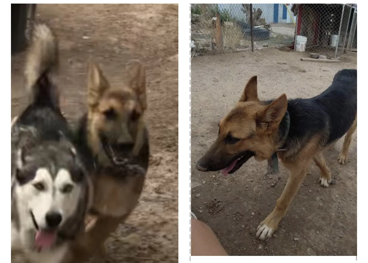 Lost dog in Mesquite, NM, 88048