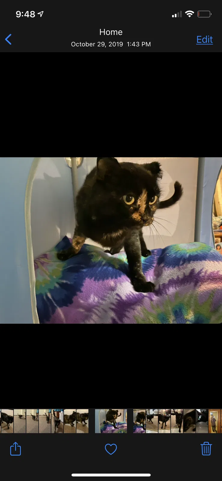 Lost cat in York, NE, 68467