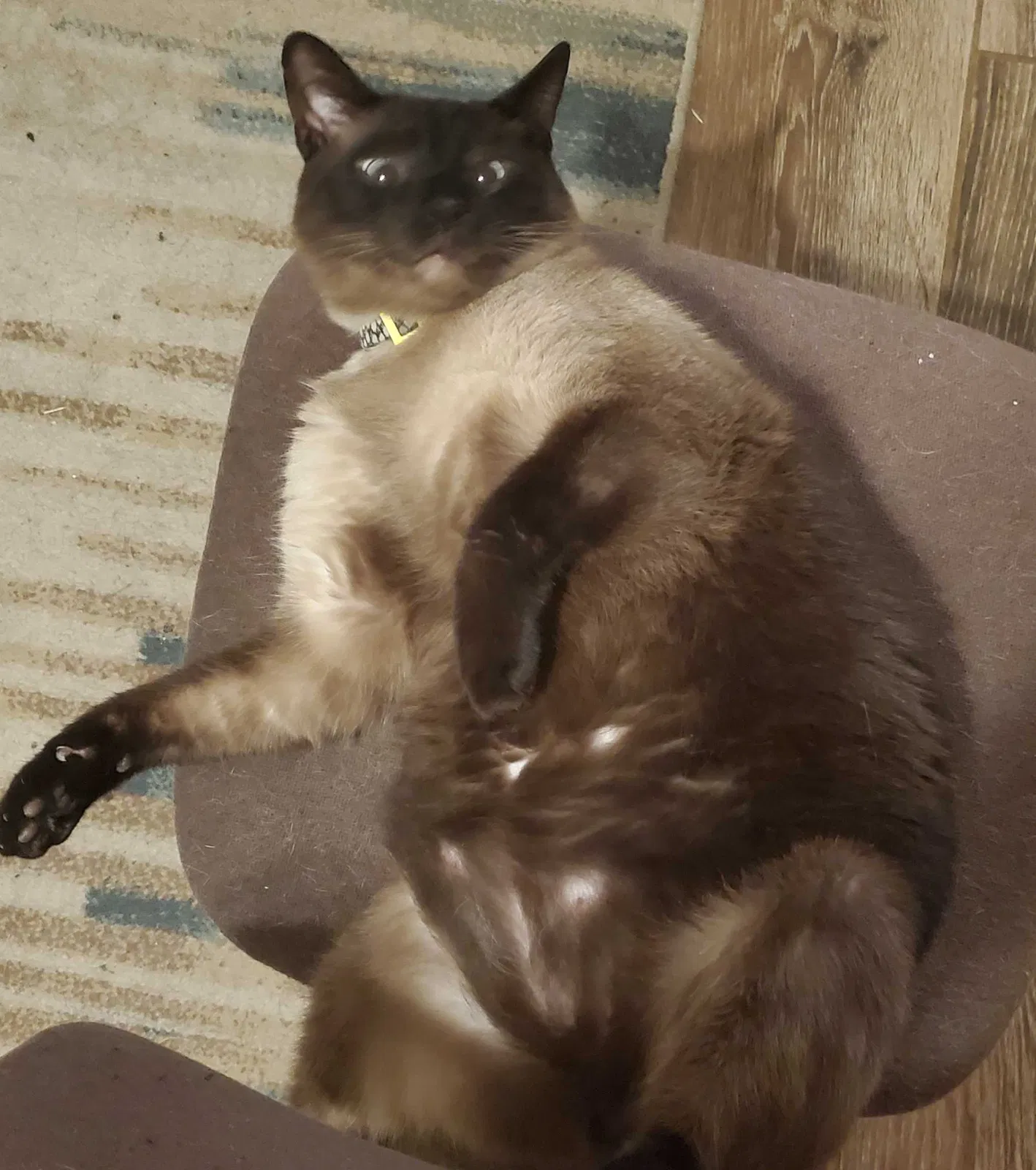 Lost cat in Norman, OK, 73072