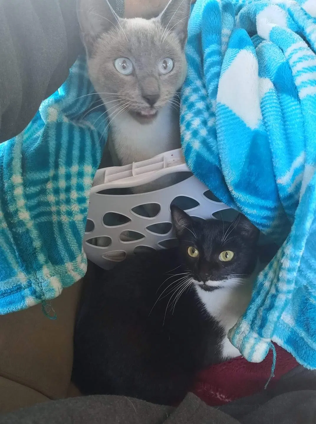 Lost cat in Highlands, TX, 77562