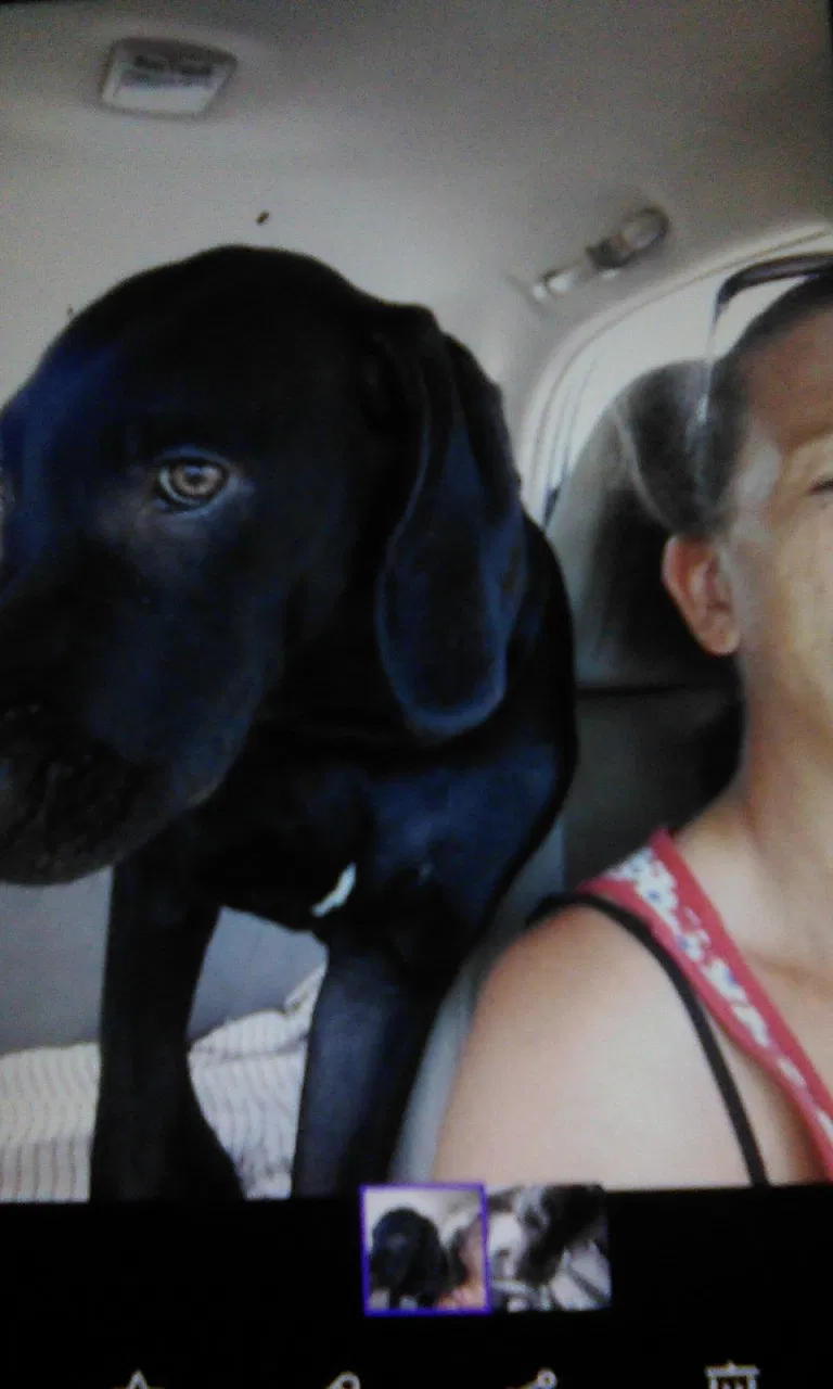 Lost dog in Bessemer, AL, 35022