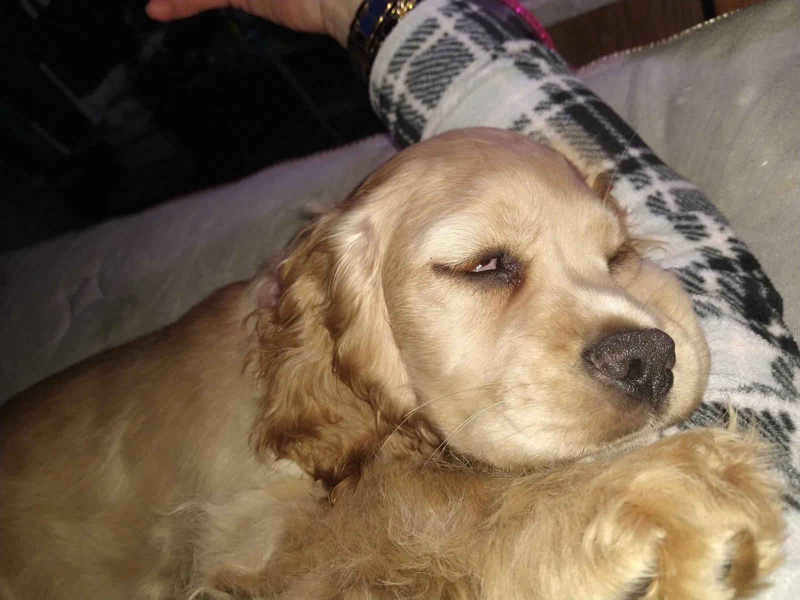 Lost dog in San Diego, CA, 92154