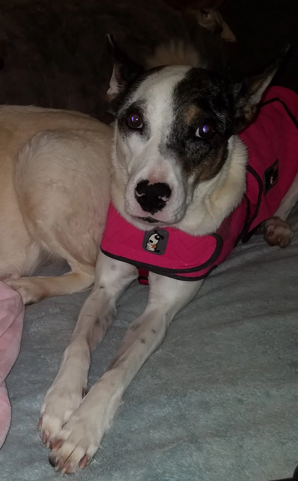 Lost dog in Buckeye, AZ, 85326