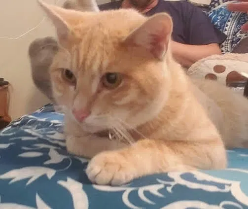 Lost cat in Brewton, AL, 36426