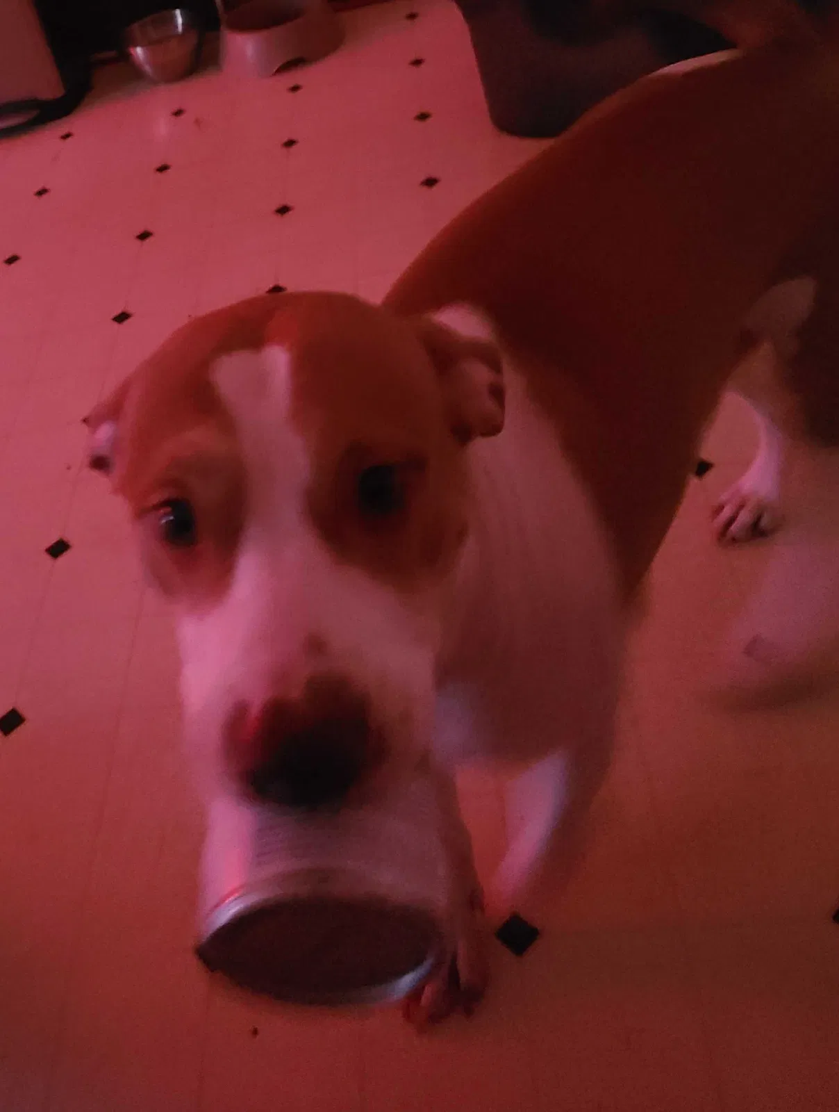Lost dog in Danbury, CT, 6811