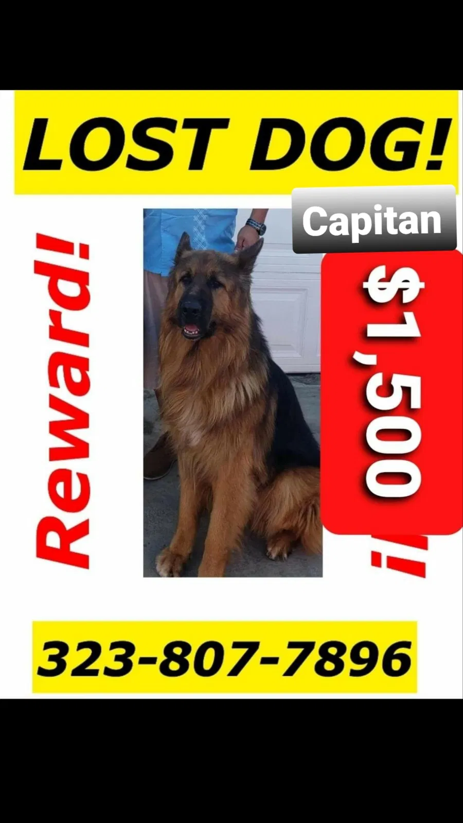 Lost dog in Los Angeles, CA, 90002