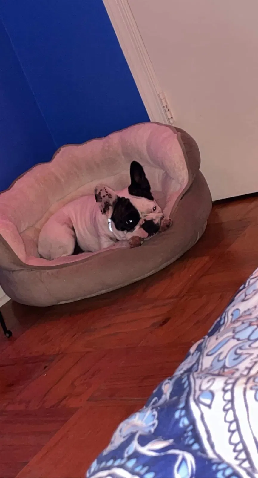 Lost dog in Fredericksburg, VA, 22408