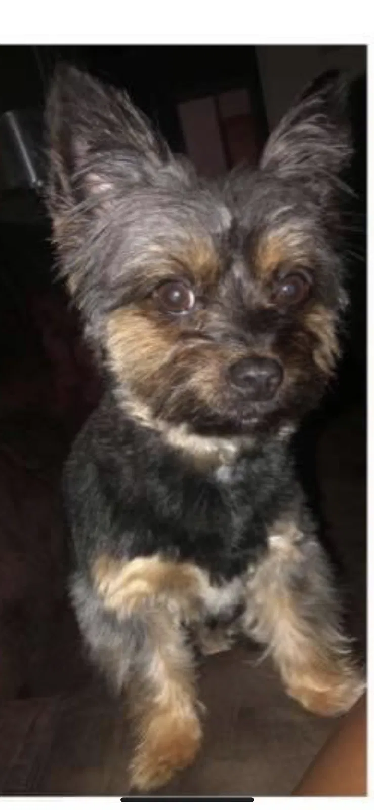 Lost dog in Chicago, IL, 60639