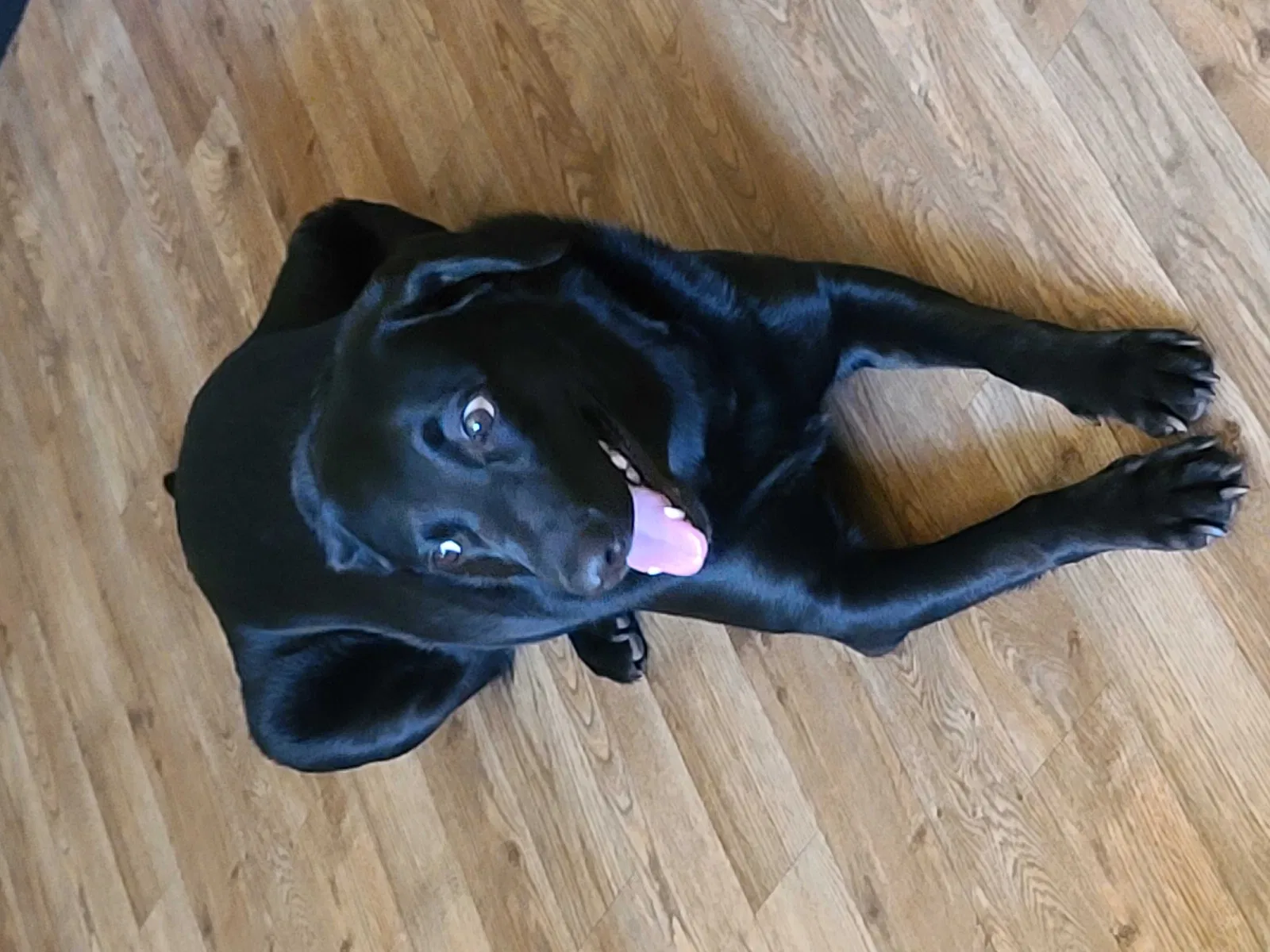Lost dog in Rialto, CA, 92376
