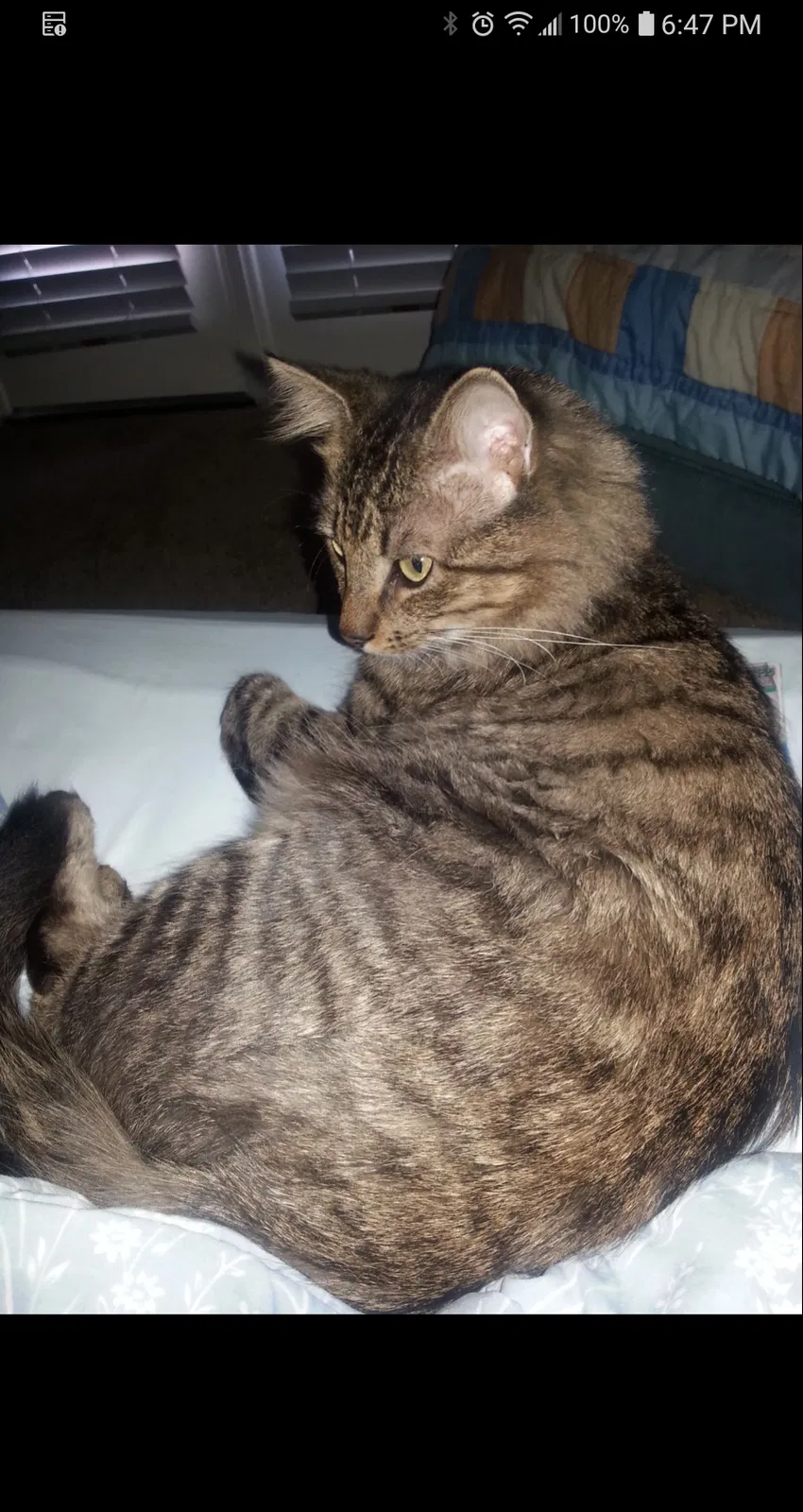Lost cat in Metairie, LA, 70002