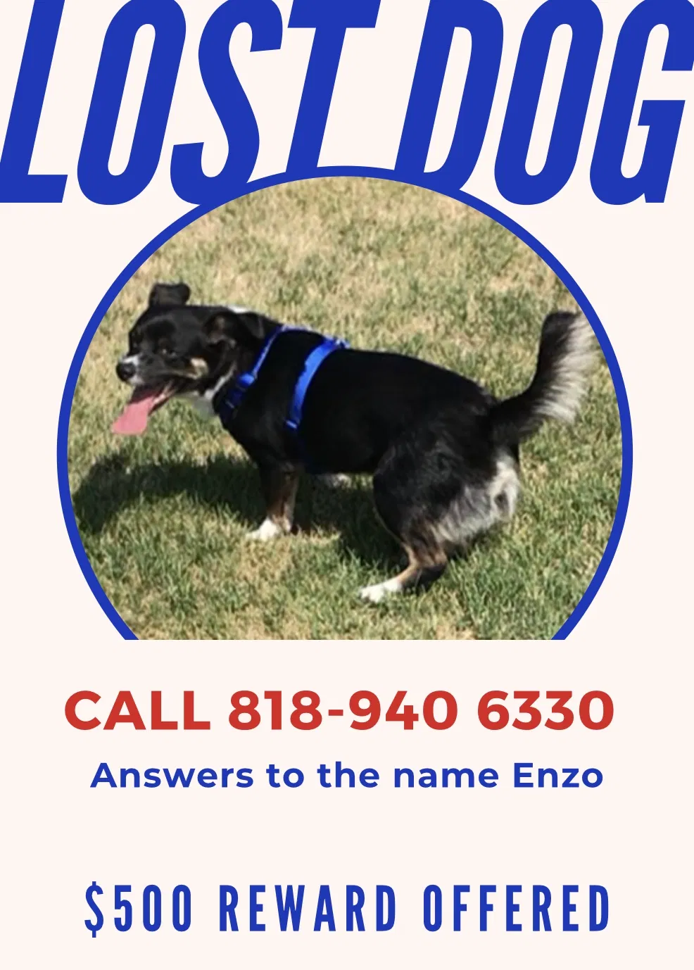 Lost dog in Castaic, CA, 91384