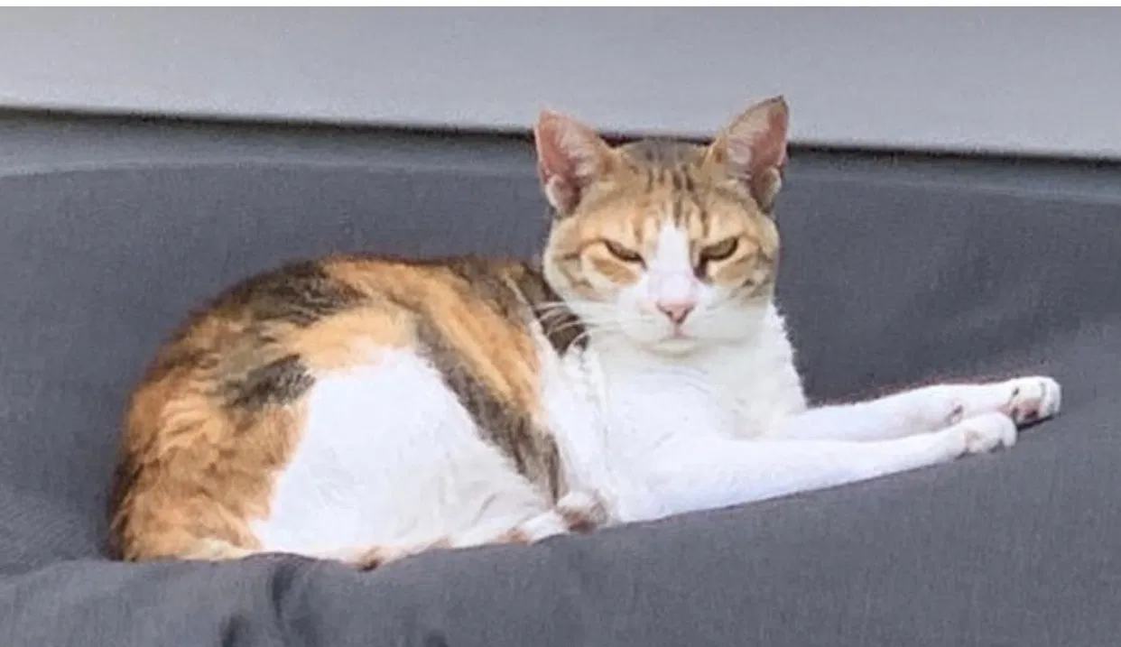 Lost cat in Fort Lauderdale, FL, 33327
