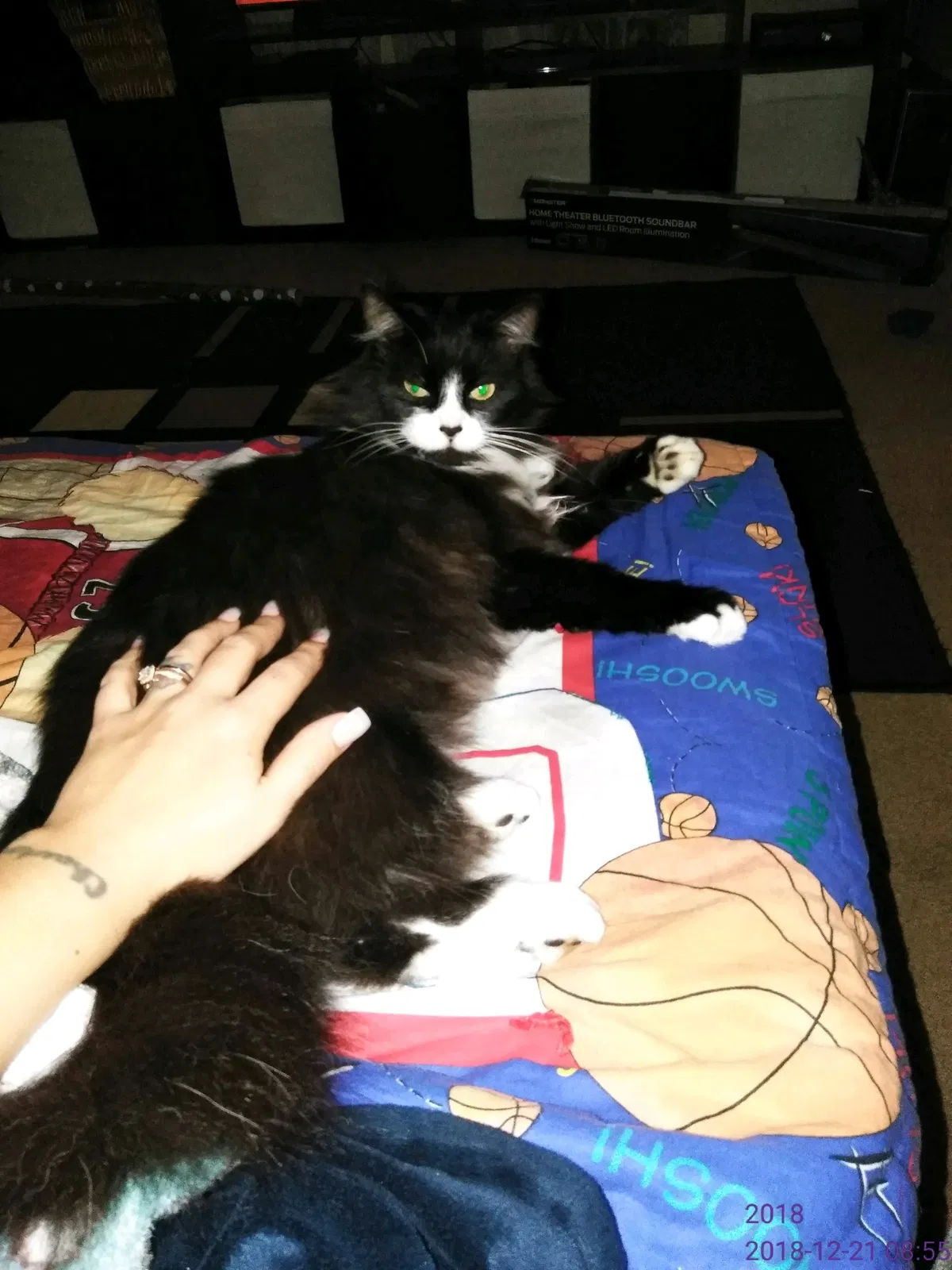 Lost cat in Salem, OR, 97302