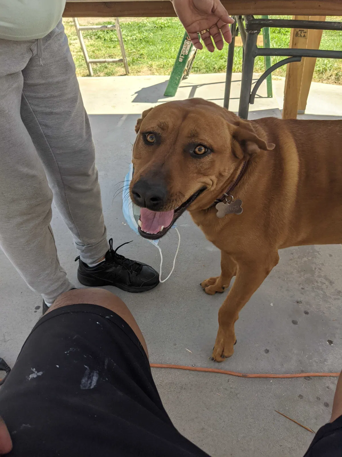 Lost dog in Sun Valley, CA, 91352