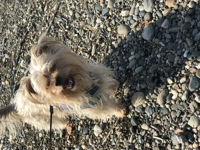 Lost dog in Federal Way, WA, 98023