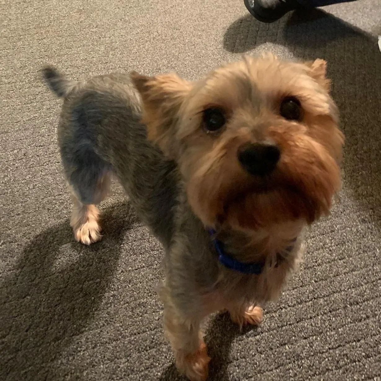 Lost dog in Pittsburgh, PA, 15212