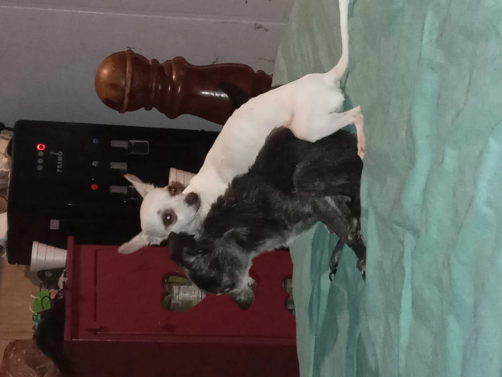 Lost dog in Wills Point, TX, 75169