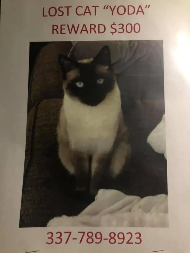 Lost cat in Lafayette, LA, 70506
