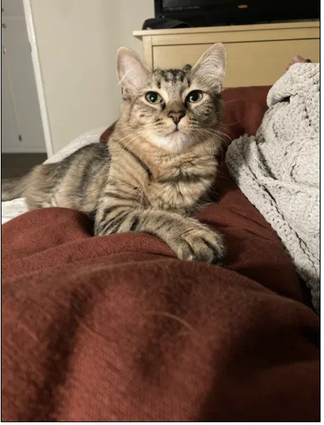 Lost cat in Los Angeles, CA, 90046